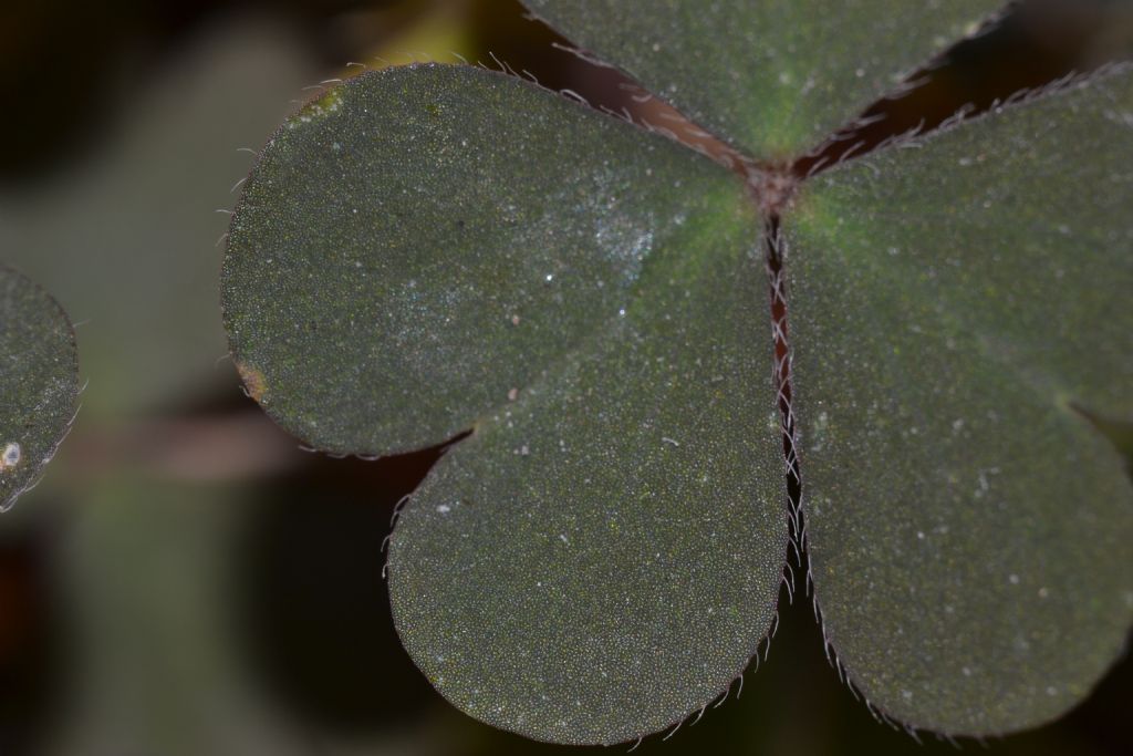 Oxalis corniculata / Acetosella dei campi